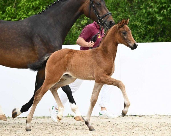 horse Venezuela (German Sport Horse, 2024, from V-Power)