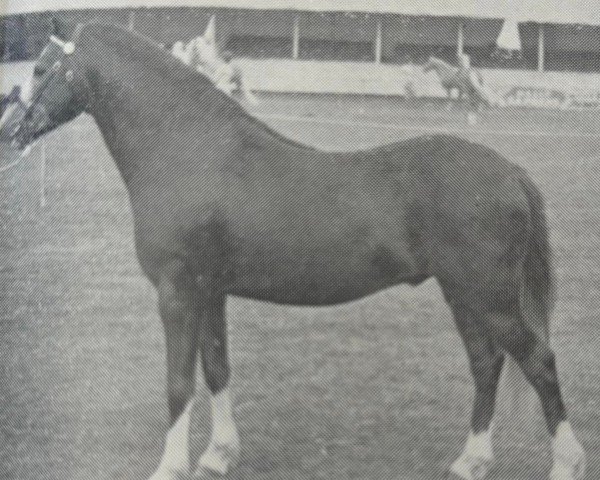 stallion Kirby Cane Shuttlecock (Welsh-Pony (Section B), 1954, from Bryntirion Rowan)