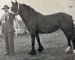 broodmare Wharton Beauty (Dales Pony, 1954, from Mountain Heather II)