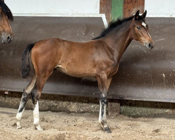 horse Cafe's Fleur Coleur (Oldenburg, 2024, from Cafe au lait 2)