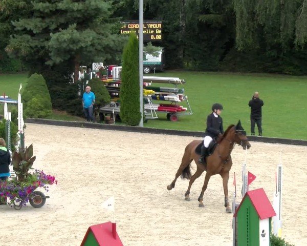 Reitturnier Dielsdorf 2024