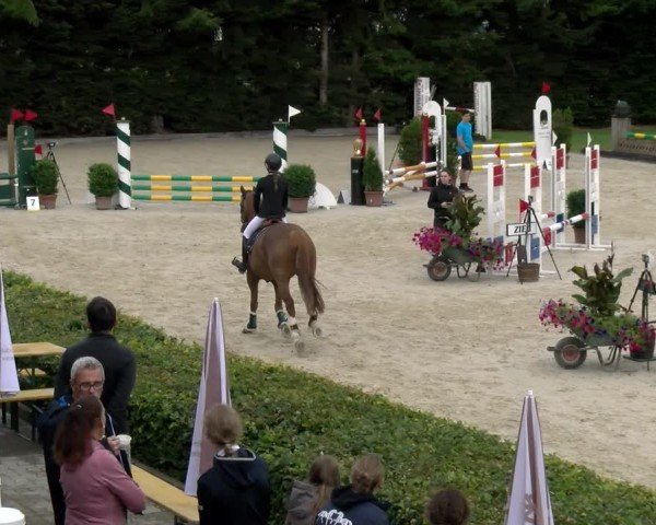 Reitturnier Dielsdorf 2024