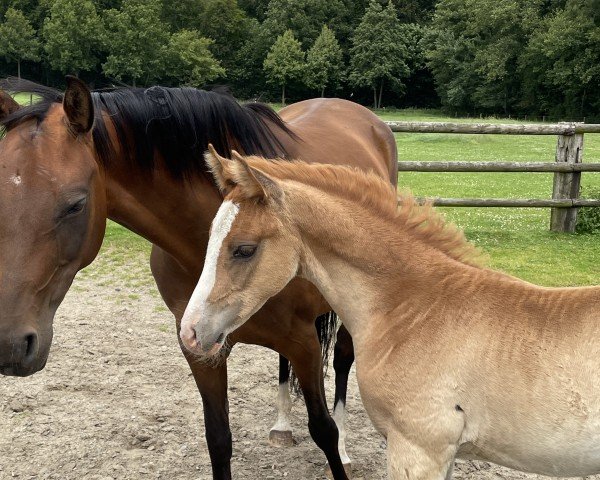 horse Naschkätzchen (German Riding Pony, 2024, from Neverland WE)