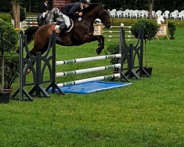 jumper Saamu (German Sport Horse, 2018, from Saami xx)
