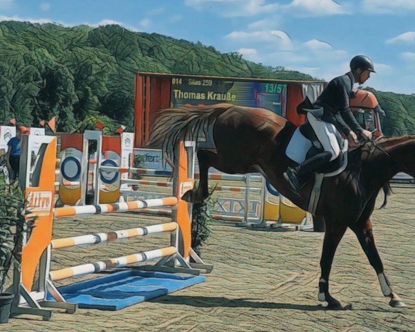 jumper Silas 259 (German Sport Horse, 2018, from Saami xx)