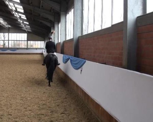14. Grevener Dressurtage 2013