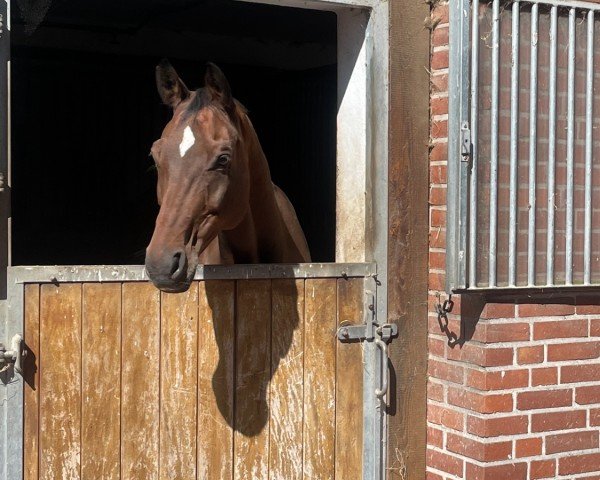 horse Bel Ami (Hanoverian, 2010, from Belissimo NRW)
