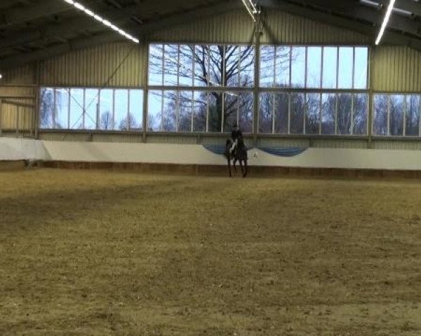 14. Grevener Dressurtage 2013