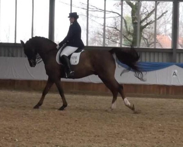 14. Grevener Dressurtage 2013