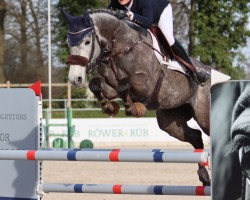 jumper Colinja (Holsteiner, 2017, from Colman)