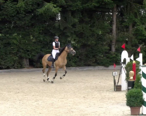 Reitturnier Dielsdorf 2024