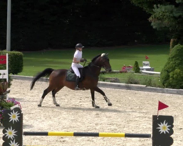 Reitturnier Dielsdorf 2024