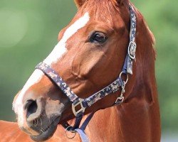 horse Zefir (Oldenburg, 2019, from Ben Benicio)