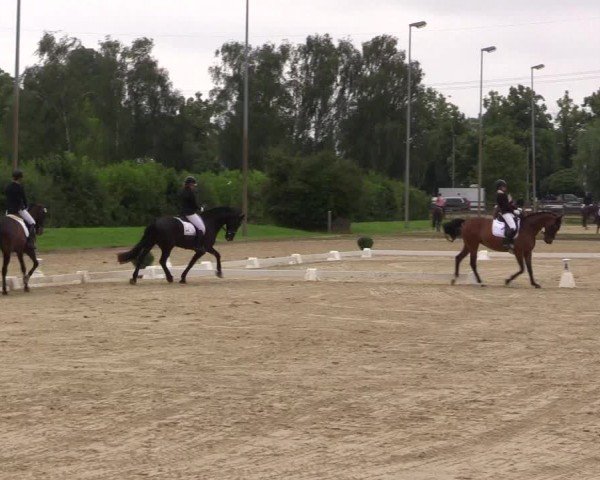 Reitturnier Münster-Roxel 2024