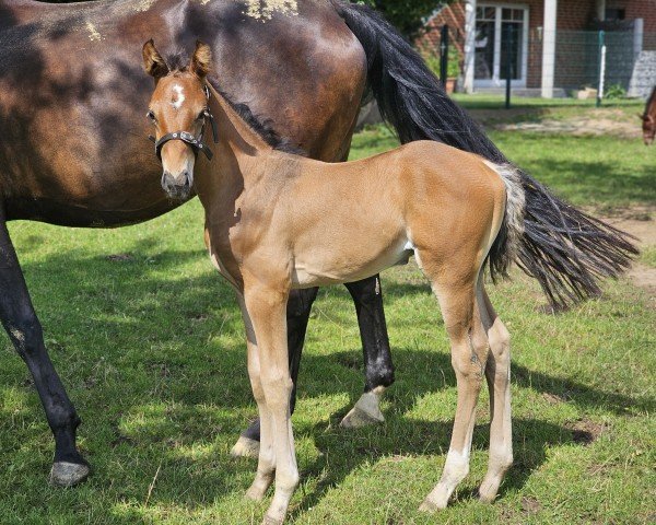 Pferd de Buer (Westfale, 2024, von Dialight)