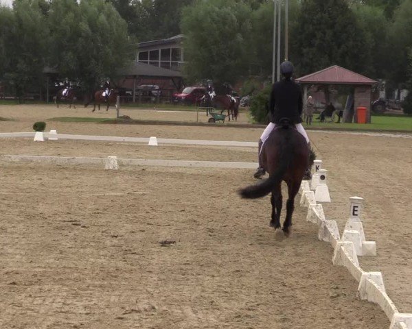 Reitturnier Münster-Roxel 2024