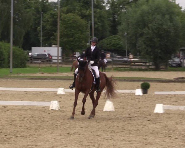 Reitturnier Münster-Roxel 2024