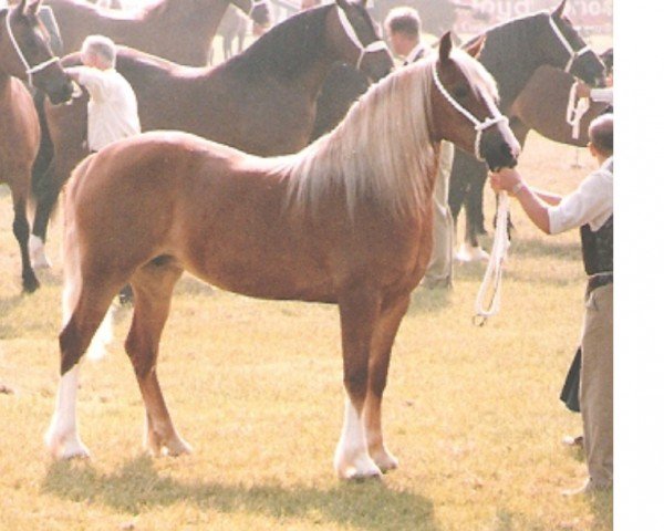 horse Uppergraig Star (Welsh-Cob (Sek. D), 1989, from Nebo Daniel)