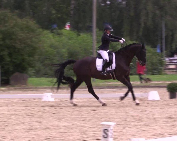 Reitturnier Münster-Roxel 2024