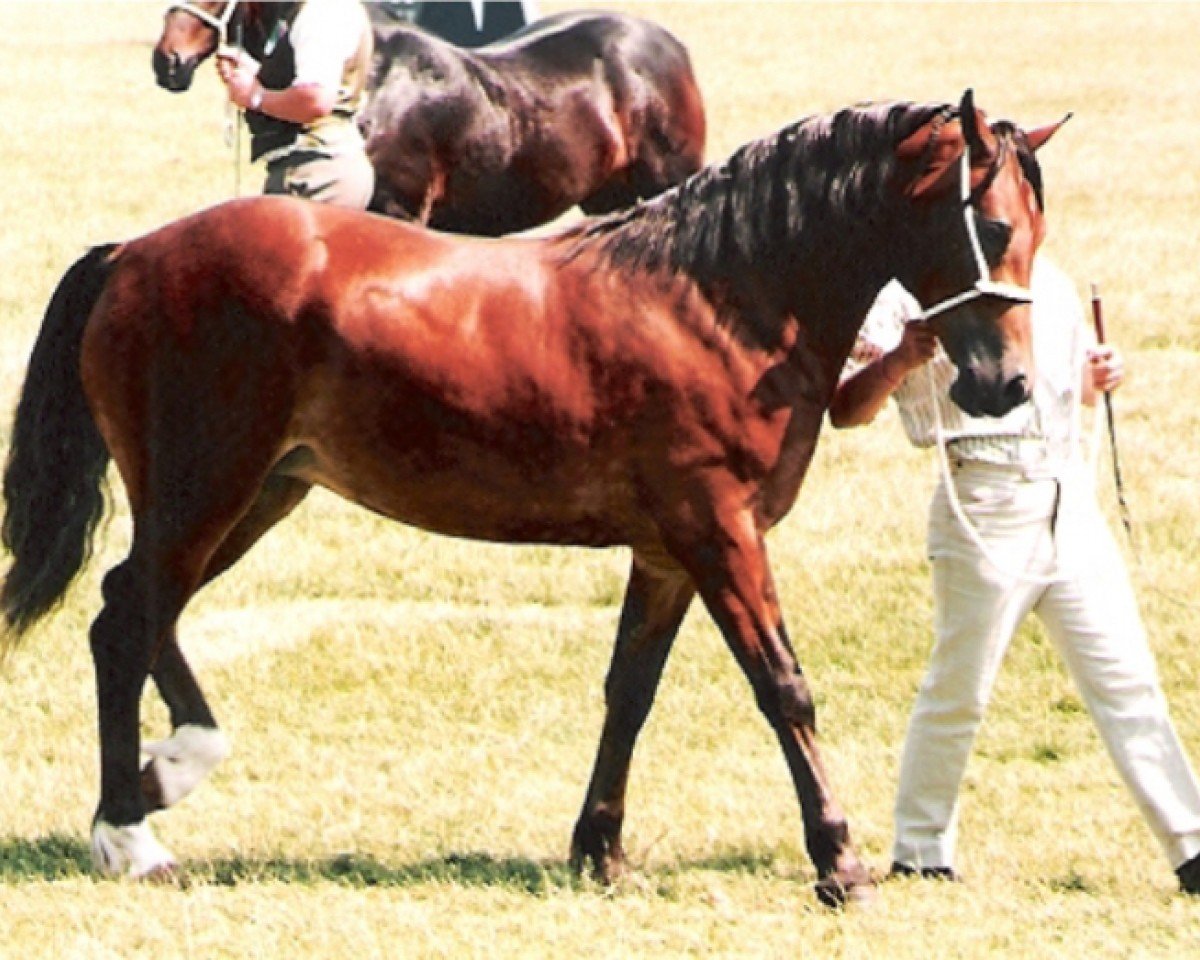 horse London True Reflection (Welsh-Cob (Sek. D), 1992, from Broughton True Flyer)