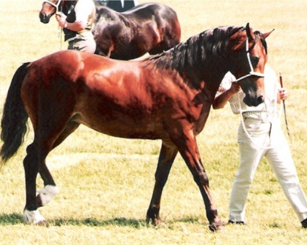 Cavallo London True Reflection (Welsh-Cob (Sez. D), 1992, di Broughton True Flyer)