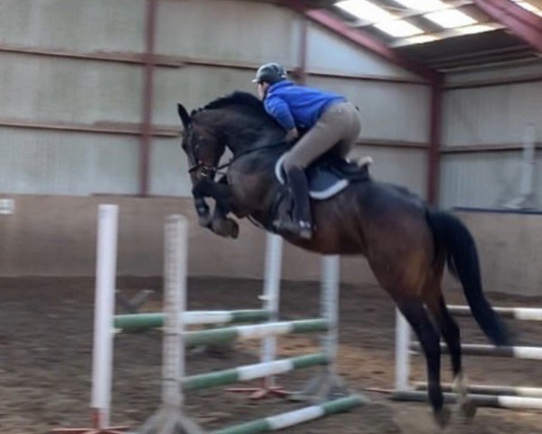 Zuchtstute Grace (Holsteiner, 2014, von Uriko)