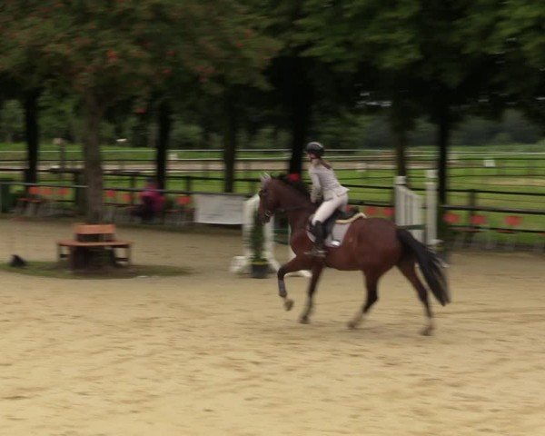 Reitturnier Grefrath - Reitanlage Heitzerend 2024