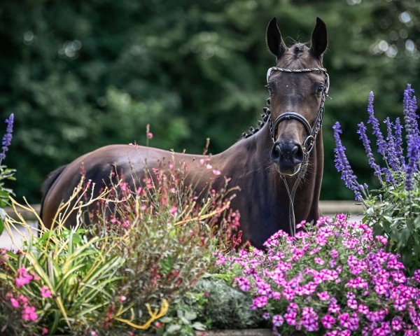 broodmare Shenandoah CH (Swiss Warmblood, 2021, from Diarado)