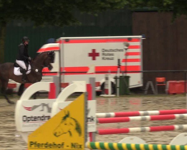 Reitturnier Grefrath - Reitanlage Heitzerend 2024