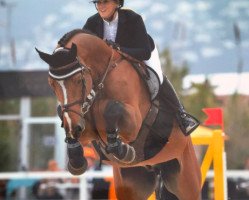 jumper Adonis S Z (Zangersheide riding horse, 2011, from Arko III)