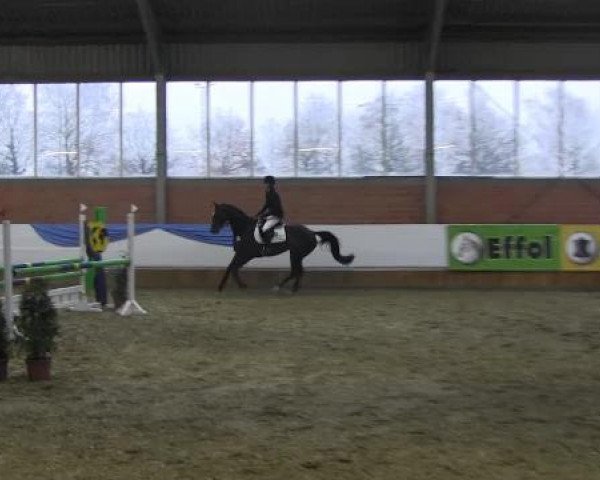 Grevener-Hallenspringturnier 2013