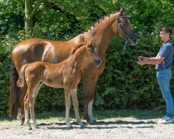 broodmare Sweetheart Unique (Hanoverian, 2019, from So Unique)