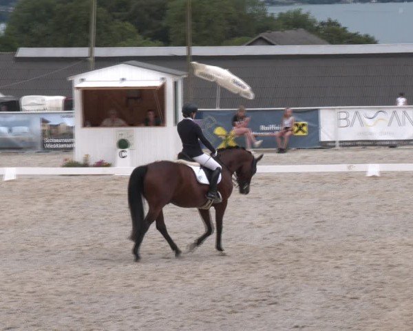Dressurturnier Seewalchen 2024