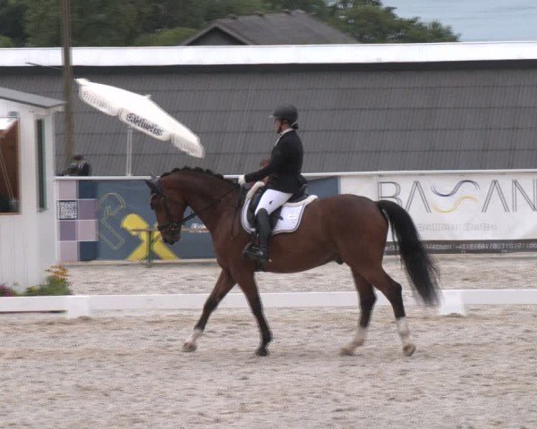 Dressurturnier Seewalchen 2024