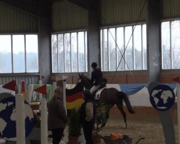 Grevener-Hallenspringturnier 2013