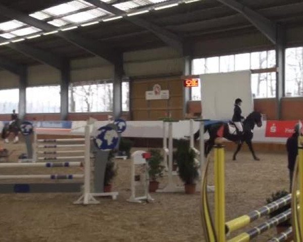 Grevener-Hallenspringturnier 2013