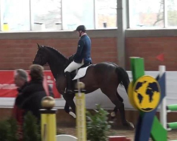 Grevener-Hallenspringturnier 2013