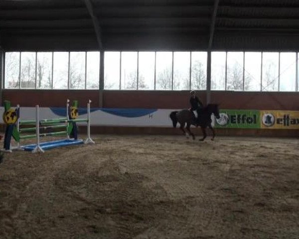 Grevener-Hallenspringturnier 2013