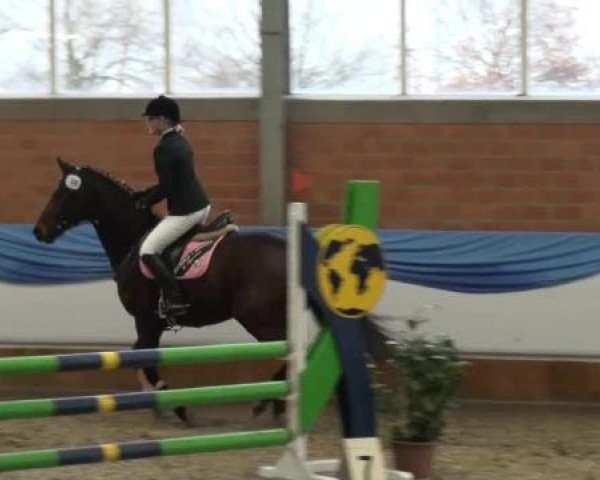 Grevener-Hallenspringturnier 2013