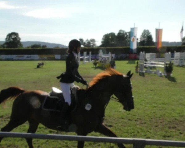 Reitturnier Moringen 2024