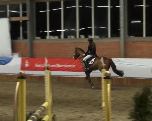 Grevener-Hallenspringturnier 2013