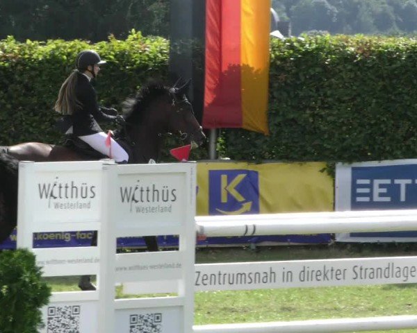 Reitturnier Moringen 2024