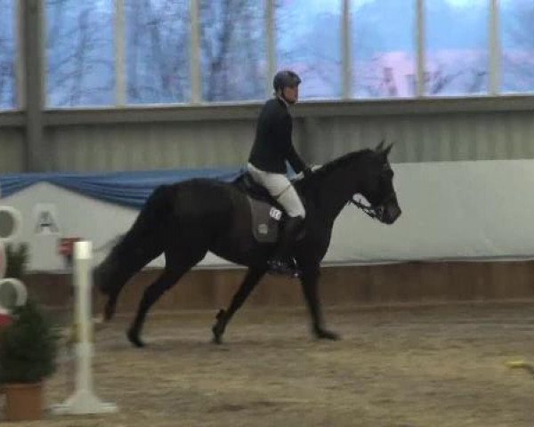 Grevener-Hallenspringturnier 2013