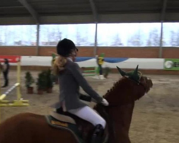 Grevener-Hallenspringturnier 2013