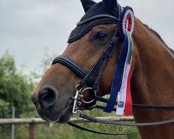 stallion Bombastic (German Sport Horse, 2011, from Boston)