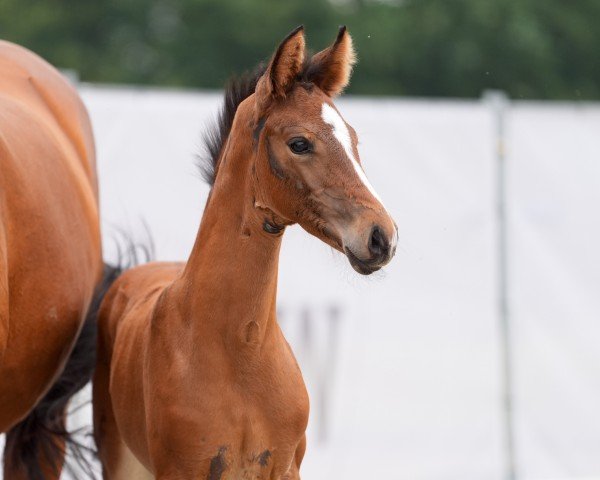 horse Vaiana M (Westphalian, 2024, from V-Power)