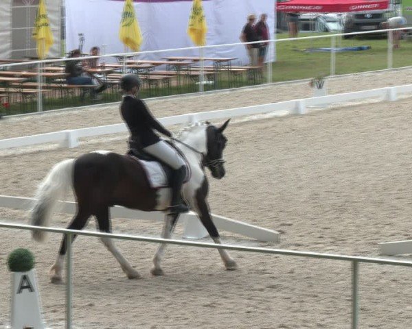 Dressurturnier Seewalchen 2024