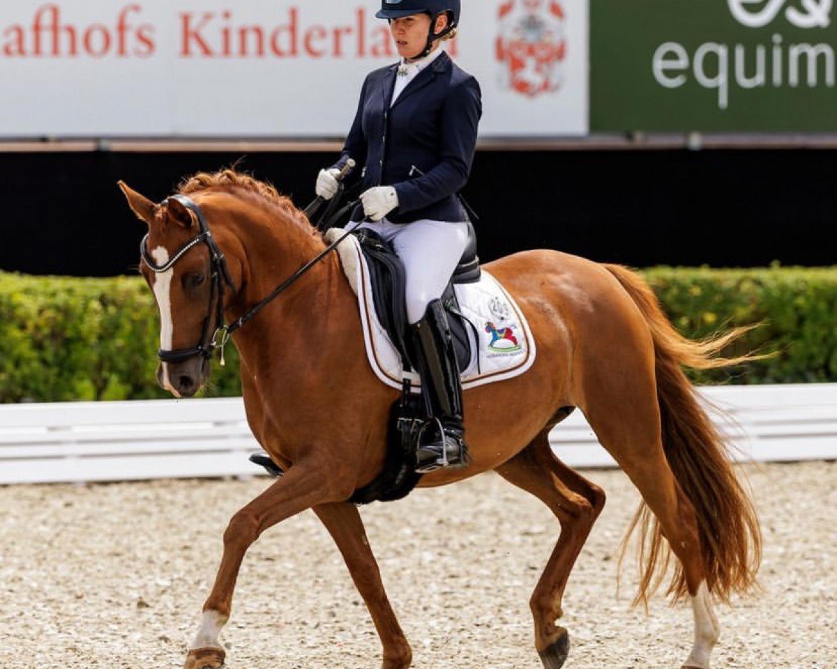 dressage horse Fs Noble Edition (German Riding Pony, 2017, from Fs Numero Uno)