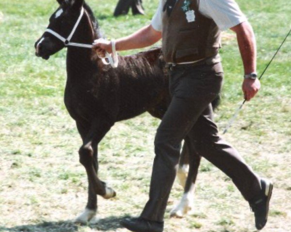 stallion Ystraddewi Dominator (Welsh-Cob (Sek. D), 1990, from Ebbw Victor)