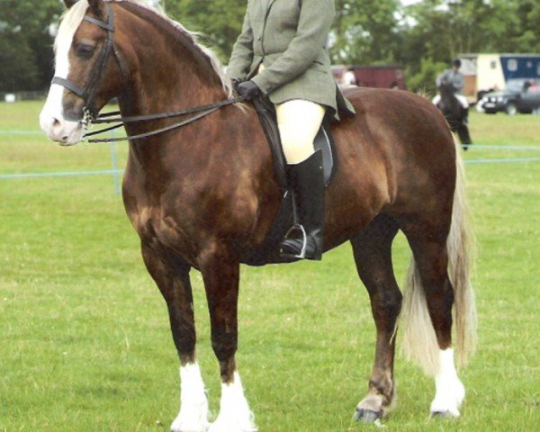 horse Ystrad Dewi Gladiator (Welsh-Cob (Sek. D), 1996, from Cascob Dafydd Ddu)